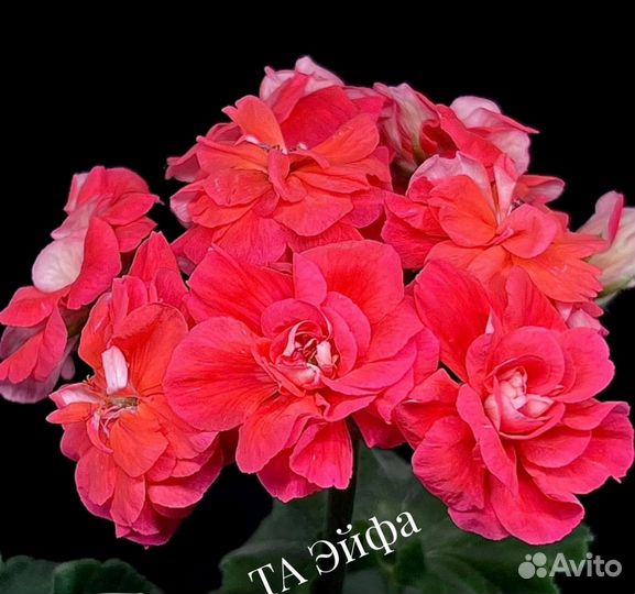 Пеларгония герань