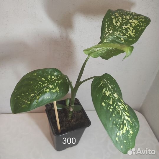 Диффенбахия