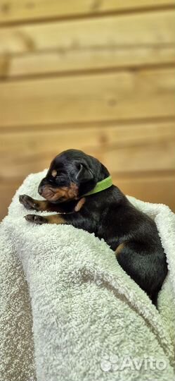 Щенки добермана