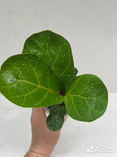 Фикус лирата