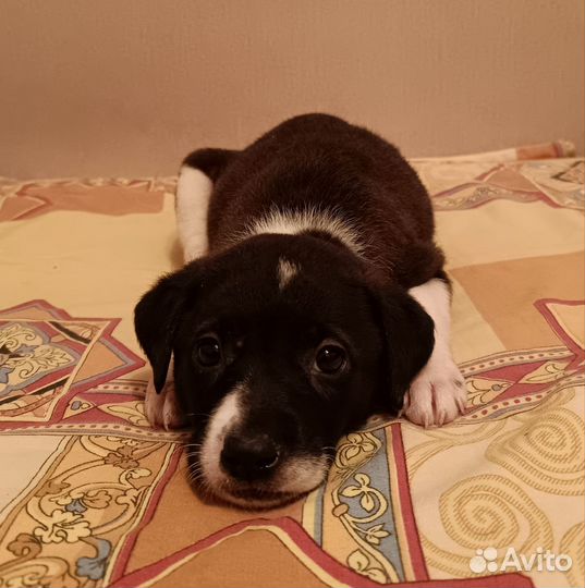 Собака в добрые руки щенок