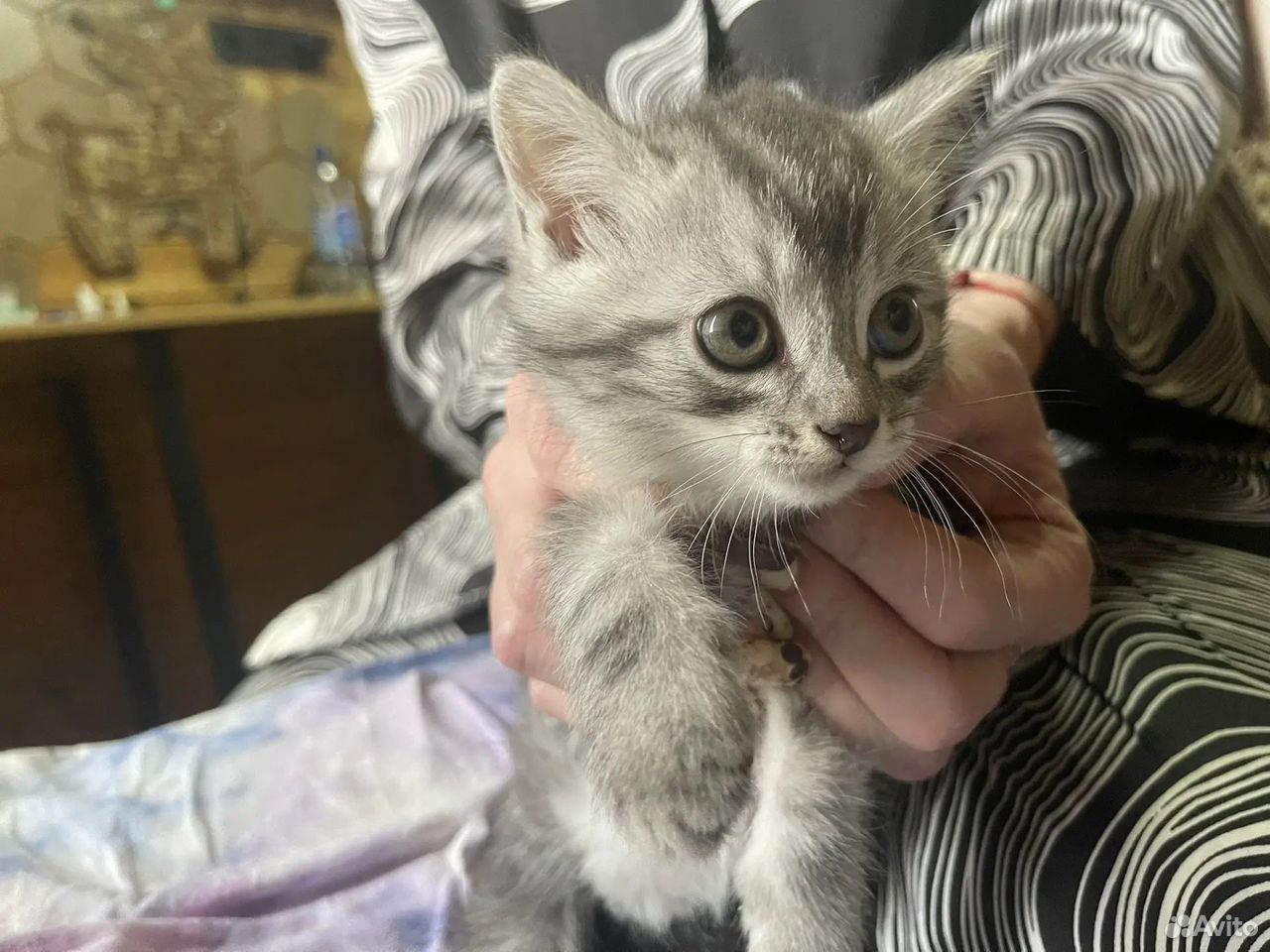 Котёнок в добрые руки, Владимир