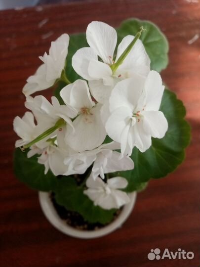 Герань пеларгония белая