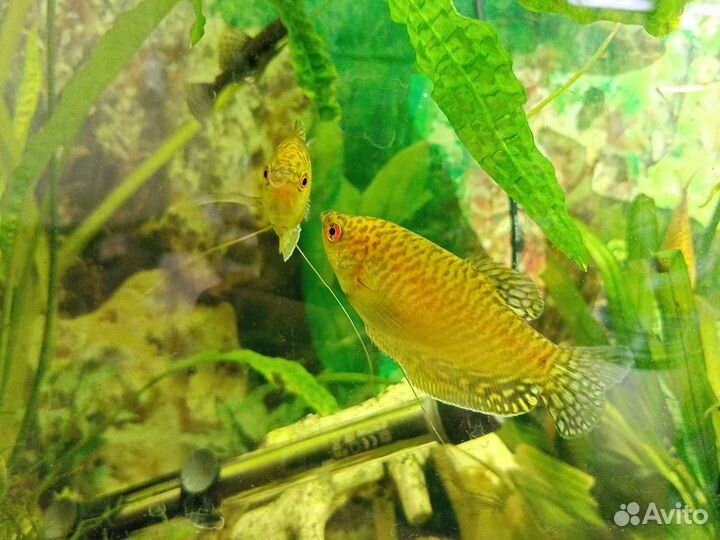Гурами золотые, мальки, тернеция белая мальки