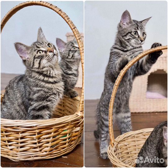Славные котята, мальчики и девочки