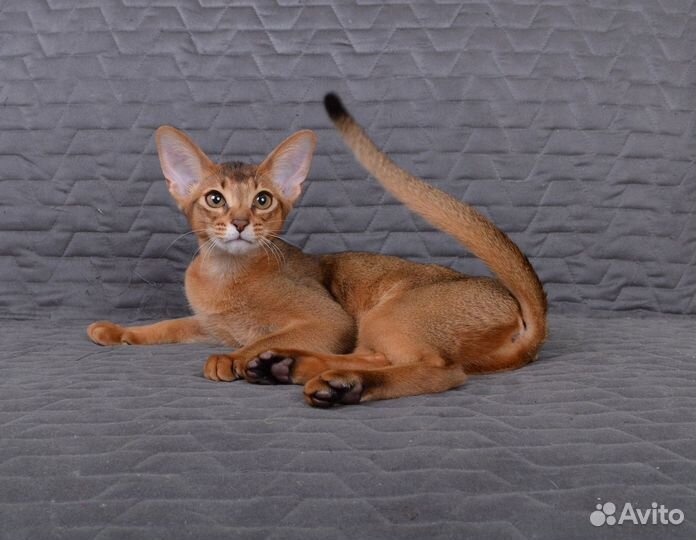 Абиссинский котенок