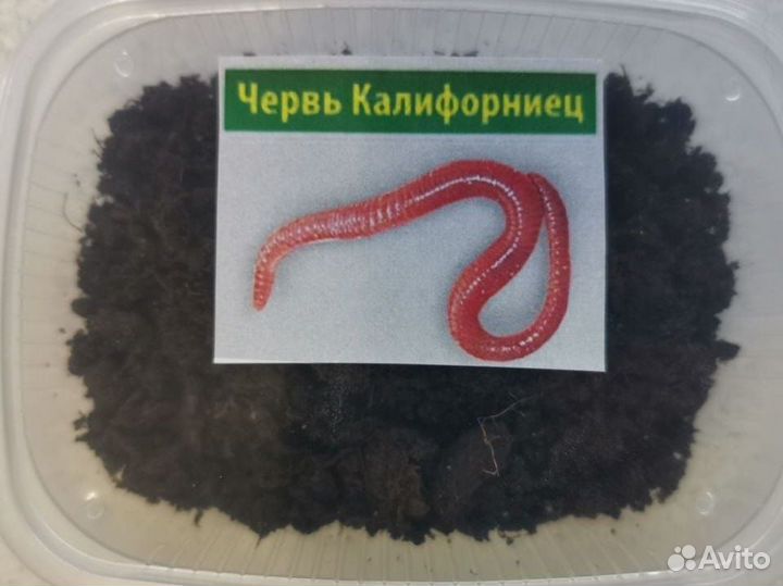 Червь Калифорнийский (ккч)