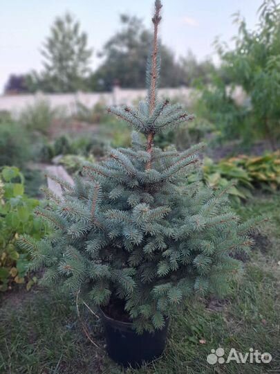 Голубая ель