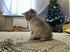 Котёнок Шотландский 1,5 месяца объявление продам