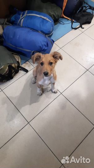 Собака в добрые руки