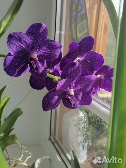 Орхидея Ванда