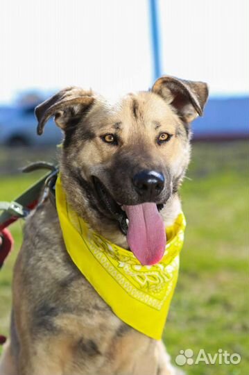 Ищет любящих хозяев