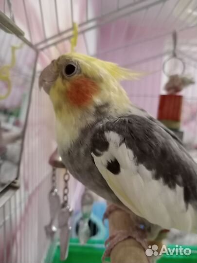 Попугай Корелла с клеткой