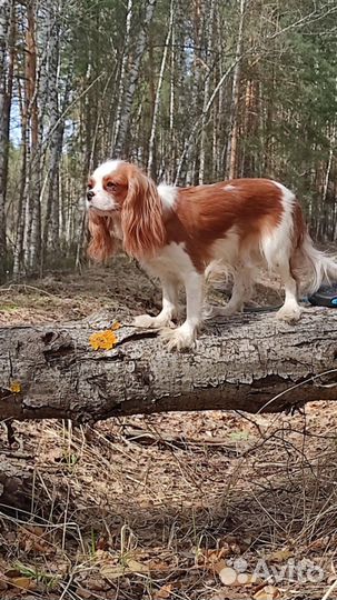 Кавалер кинг чарльз спаниель девочка