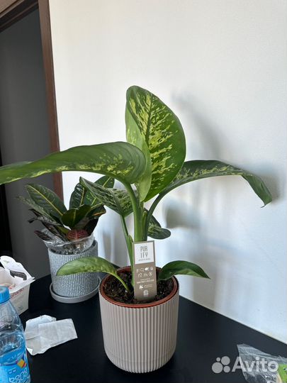 Диффенбахия, кротон