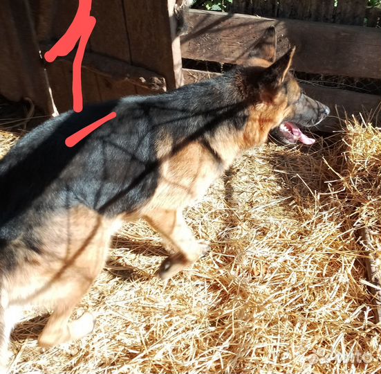 Немецкая овчарка