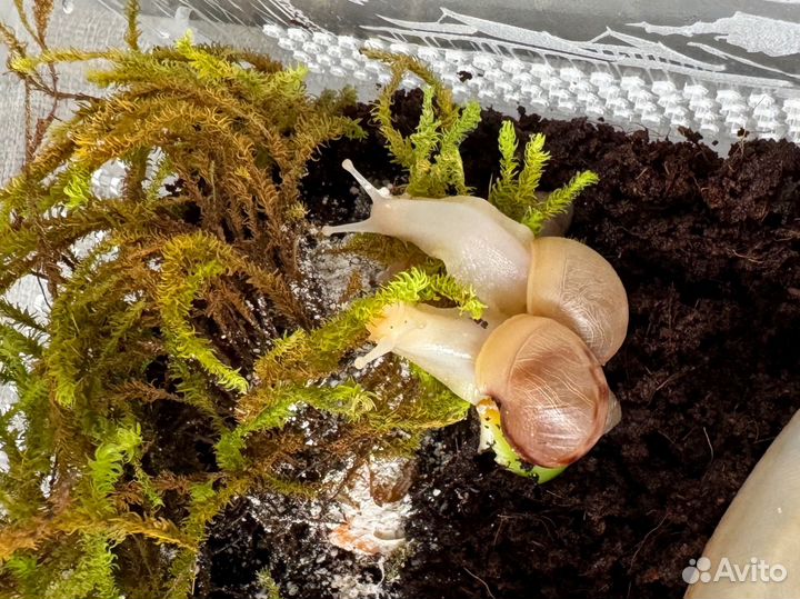 Улитки ахатины альбиносы