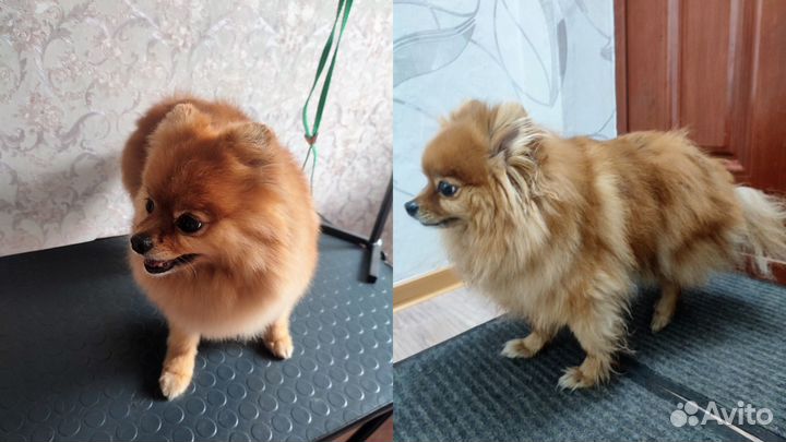 Стрижка собак и кошек