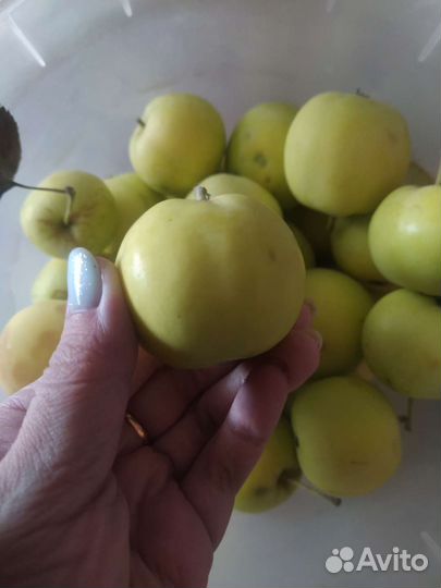 Яблоки разные сортов,медовые итд