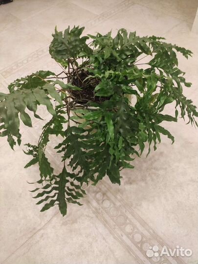 Микросорум разнолистный (папоротник)