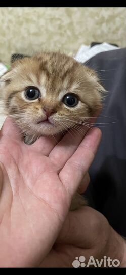 Шотландская