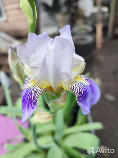 Многолетние цветы