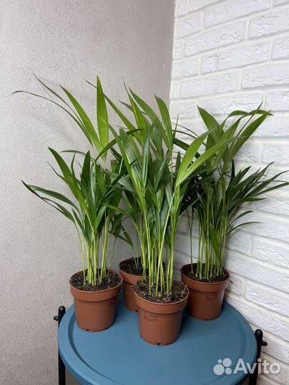 Пальма арека дипсис комнатные цветы