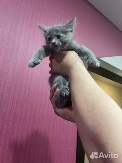 Котята мейн-кун