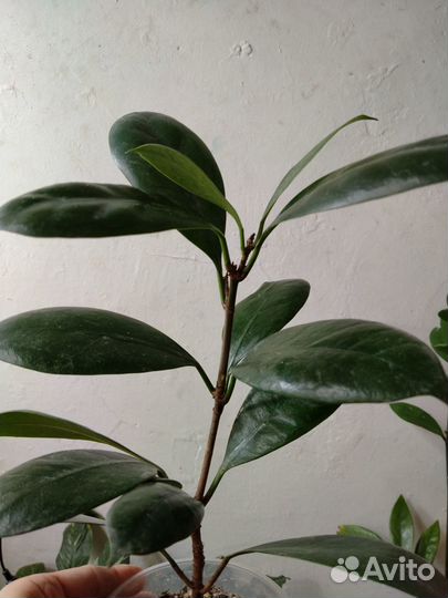 Замиокулькас, комнатные растения