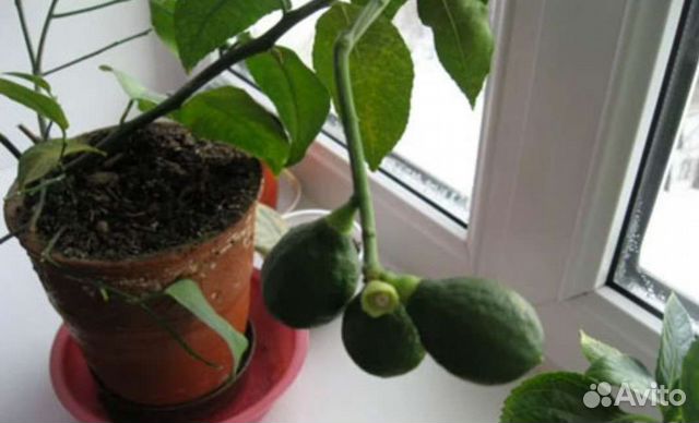 Продам ростки авокадо