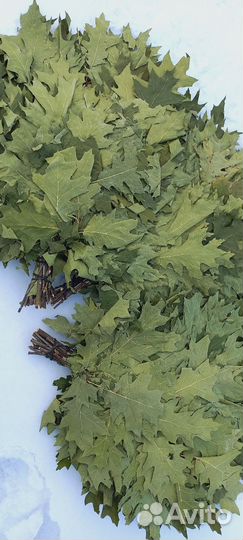 Веник дубовый канадский