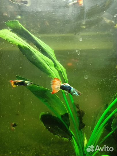 Аквариумные рыбки гуппи