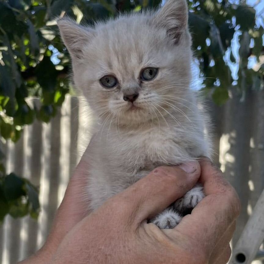 Котёнок (кошечка) шотландской вислоухой кошки