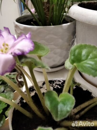 Продам фиалки и герань