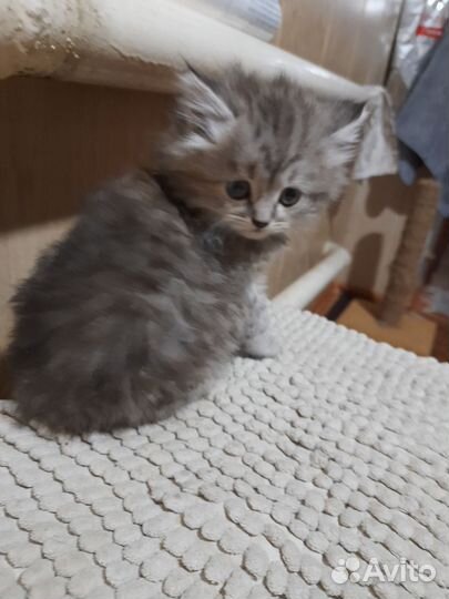 Кошечка в добрые руки