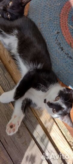 Отдам котят в добрые руки, бесплатно