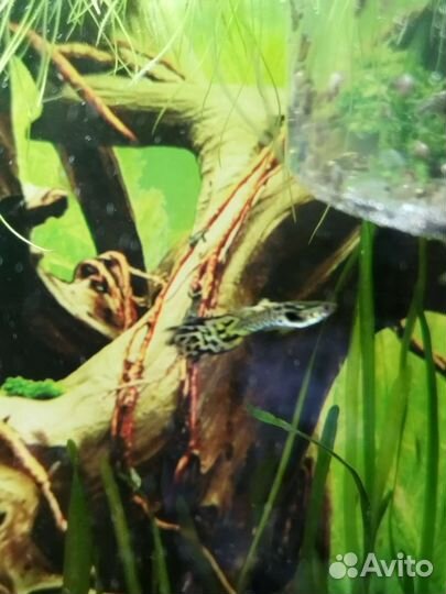 Рыбки Гуппи, сомы анцыструсы, креветки, улитки