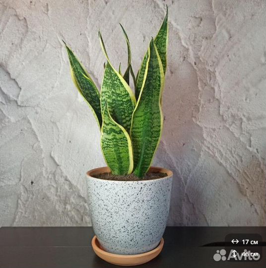 Сансевиерия щучий хвост