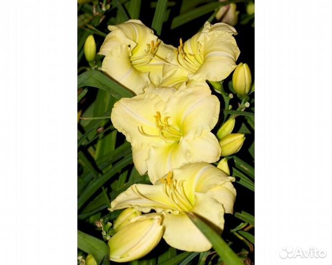 Лилейник Astolat