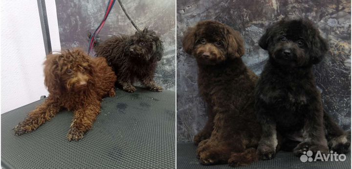 Стрижка и уход за Вашими питомцами