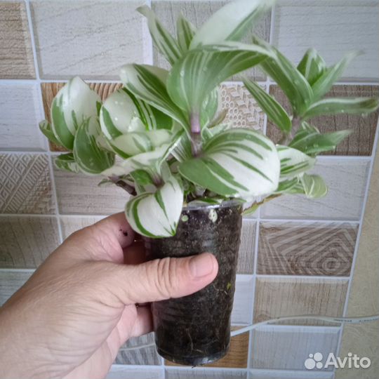 Традесканция белоцветковая