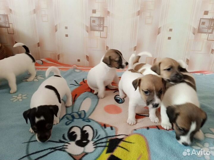 Щенки джек рассел терьер