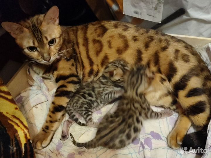 Бенгальская котята