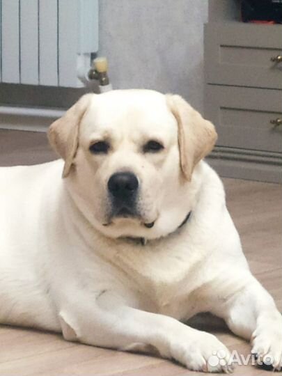 Лабрадор ретривер