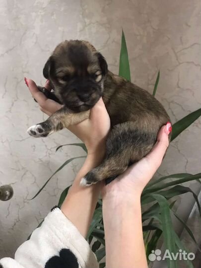Собака в добрые руки щенок
