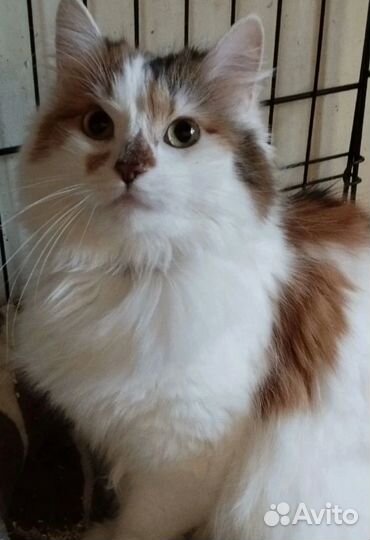 У кошки умерла хозяйка. Нужен дом