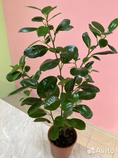 Фикус Microcarpa Moclame 3ствола