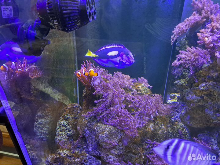 Продам аквариумных рыбок для морского аквариума
