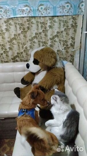 Передержка ваших питомцев