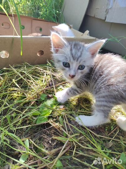 Котята в добрые руки 1 месяц